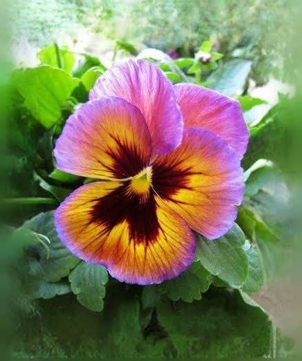 Pansy Paper Piecing – Song Sparrow Papercrafts